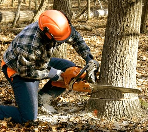 Tree Removal in Hamilton, MS
